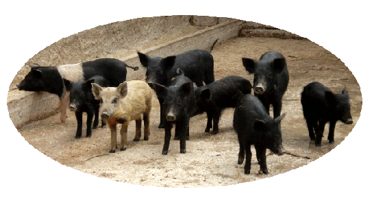 Little pigs of Nero Reatino breed